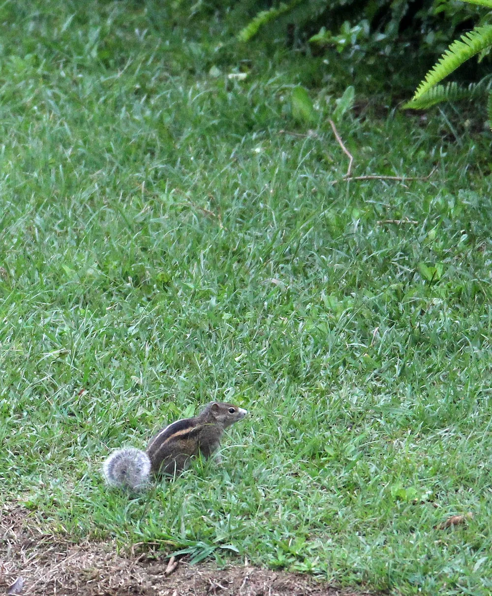 Genus Funambulus - Palm Squirrel — Coke Smith Wildlife
